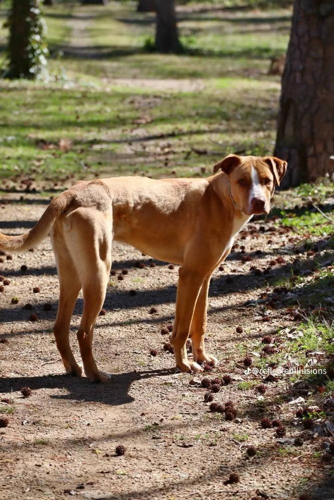 O'Shea, Adoptable, Adult Male Rhodesian Ridgeback & Labrador Retriever.
