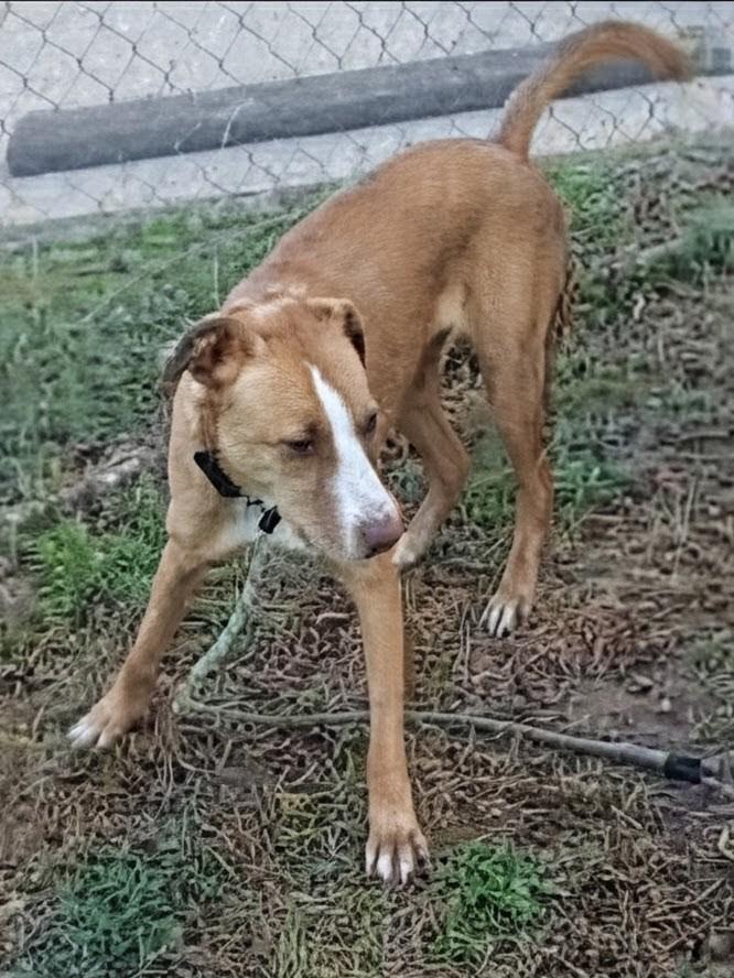 O'Shea, a Adoptable mixed breed in Statesville, NC image 4/4