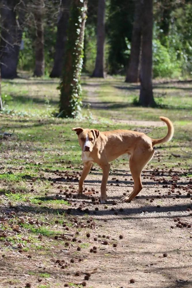 O'Shea, a Adoptable mixed breed in Statesville, NC image 3/3