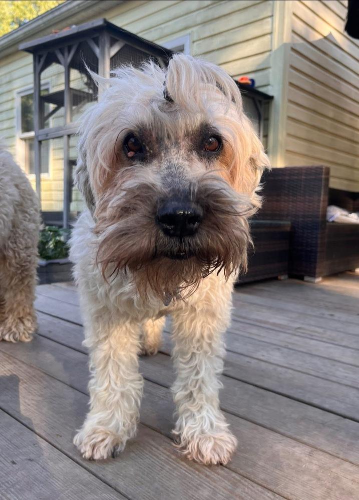 Enlarge Mickey, a Adoptable Wheaten Terrier in Grove City, OH image 1/4