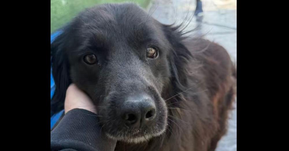 Enlarge Maddie, an adopted mixed breed in Commerce City, CO image 5/6
