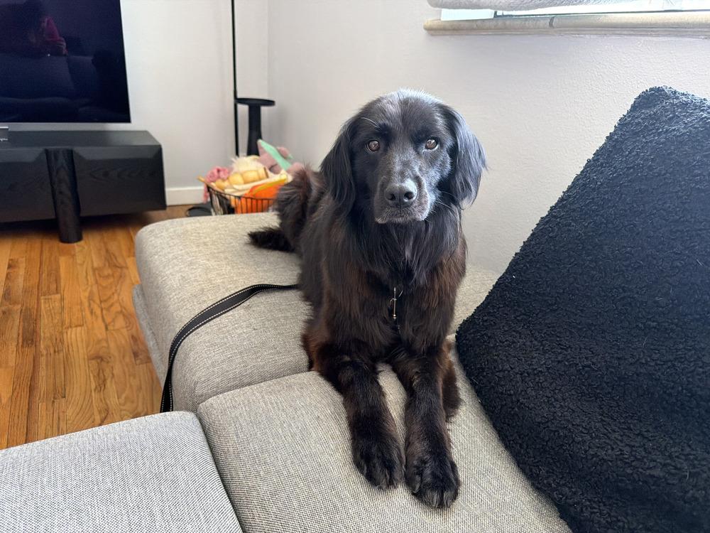 Maddie, adopted, Adult Female Flat-Coated Retriever.