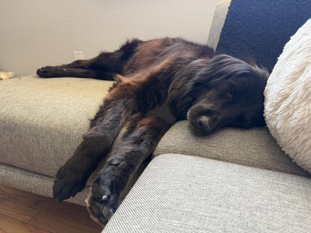Enlarge Maddie, an adopted mixed breed in Commerce City, CO image 6/6