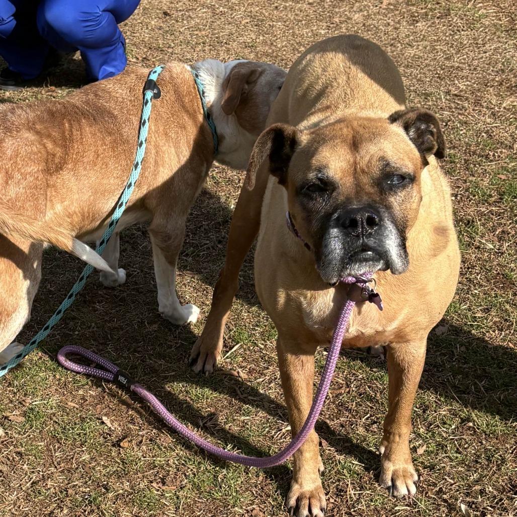 Minnie, Adoptable, Senior Female Boxer.