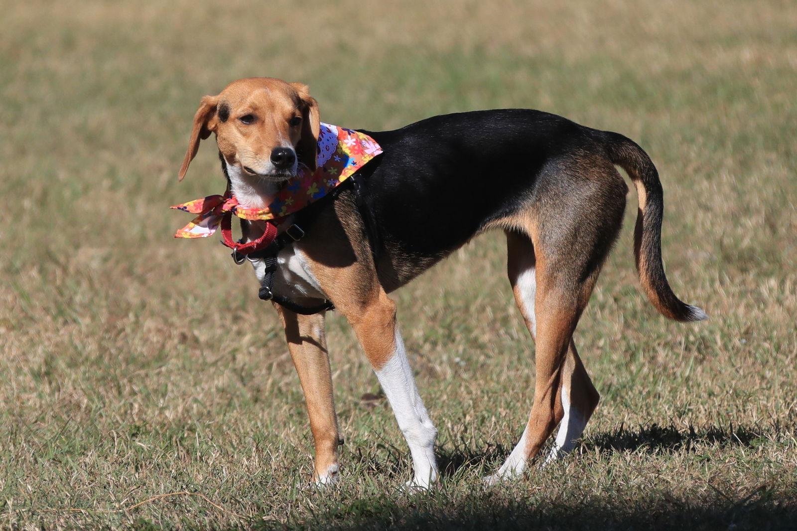 Rosetta, Adoptable, Young Female Beagle.