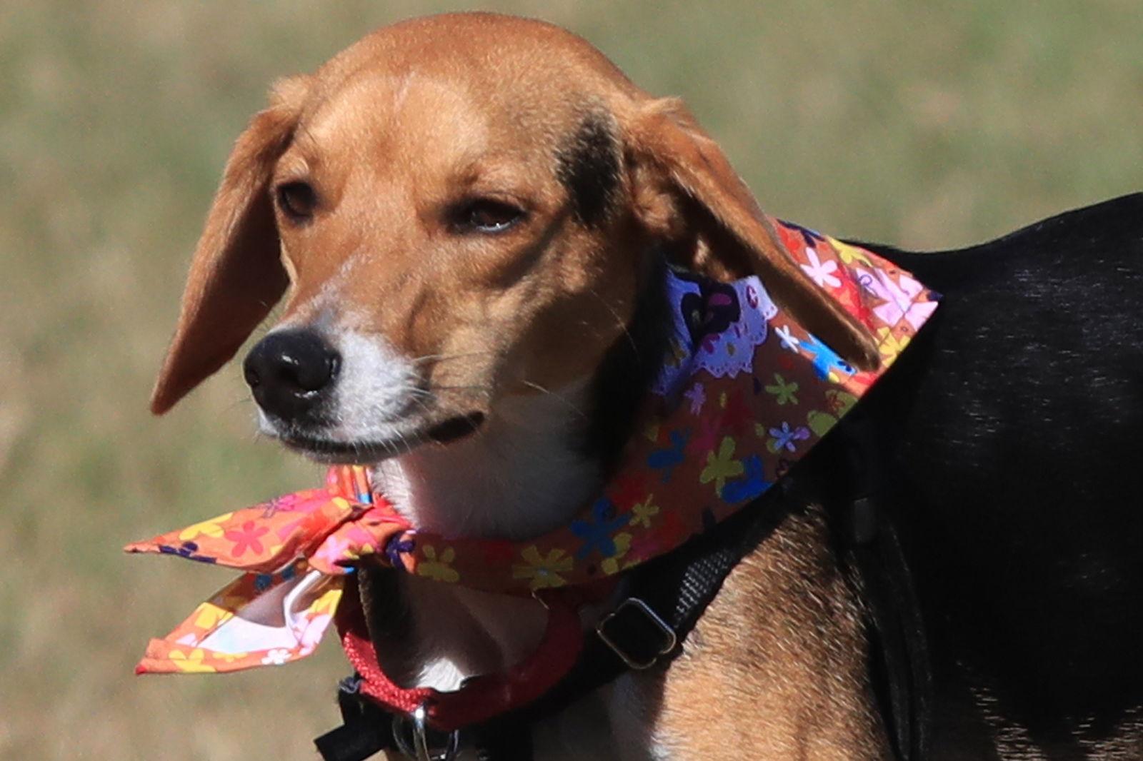 Rosetta, a Adoptable Beagle in Tampa, FL image 2/3
