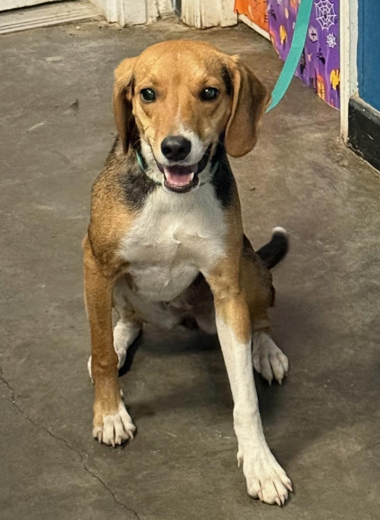 Rosetta, a Adoptable Beagle in Tampa, FL image 3/3
