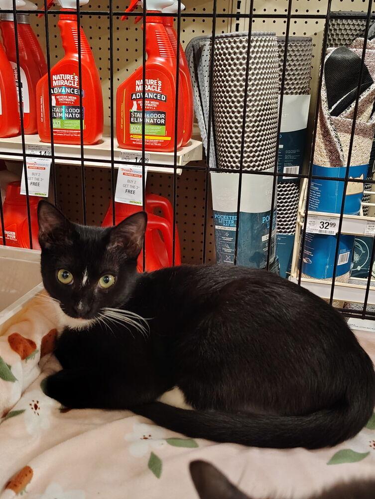 Jade, Adoptable, Kitten Female Domestic Short Hair.