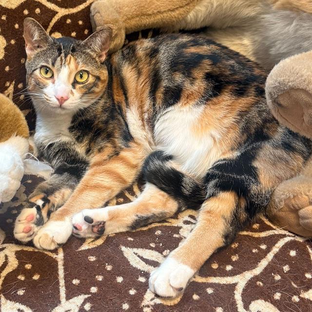 Enlarge HESAT, a Adoptable Domestic Short Hair in Alameda, CA image 1/1