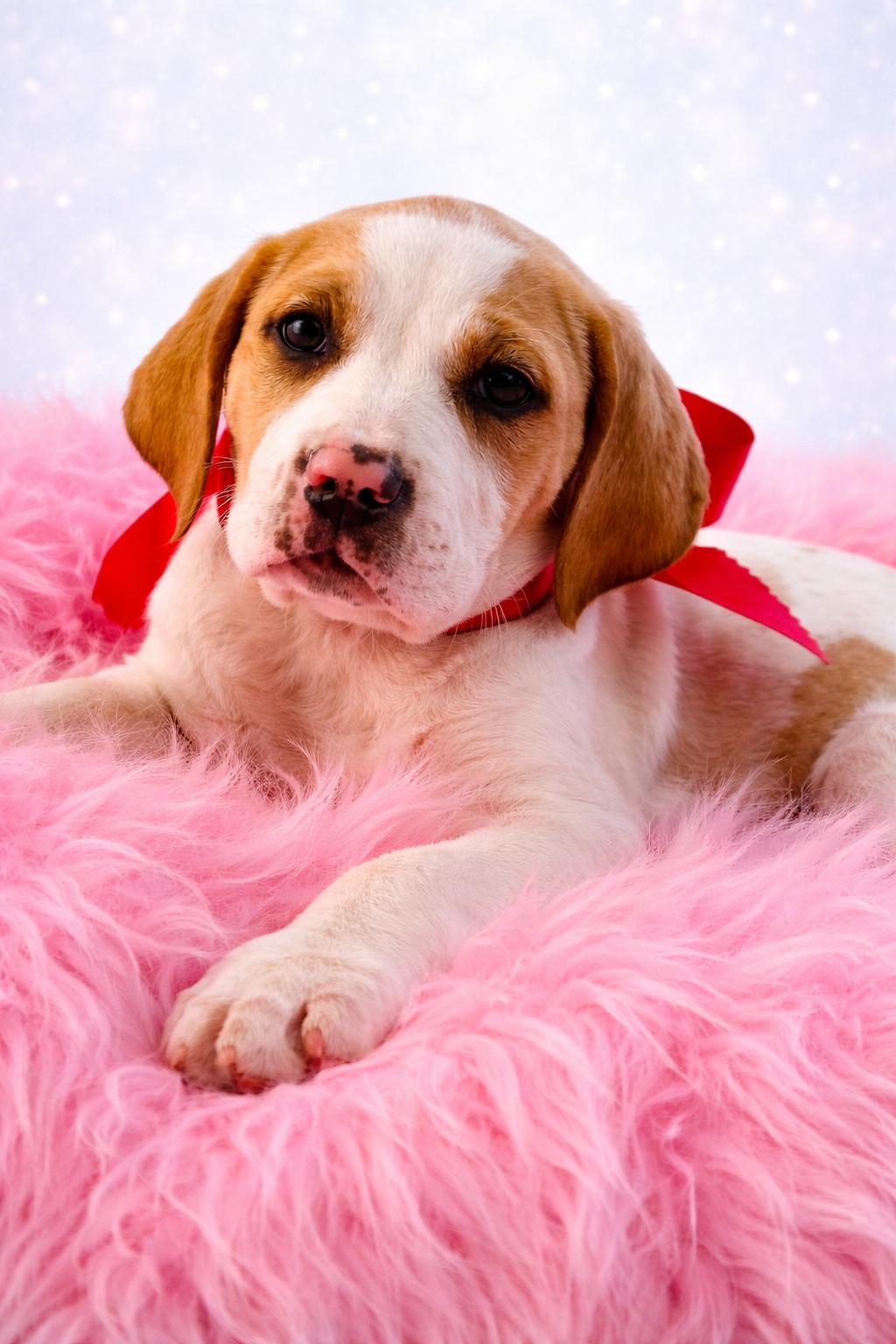 Enlarge Dolly, an adopted mixed breed in Jacksonville, FL image 2/4