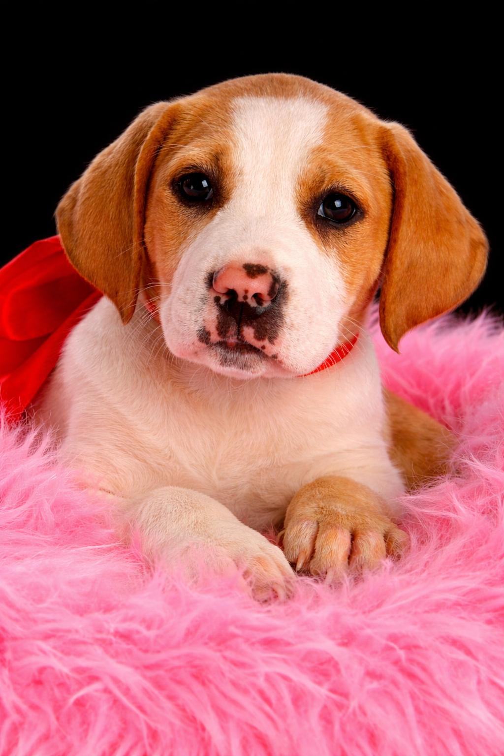 Enlarge Dolly, an adopted mixed breed in Jacksonville, FL image 3/4