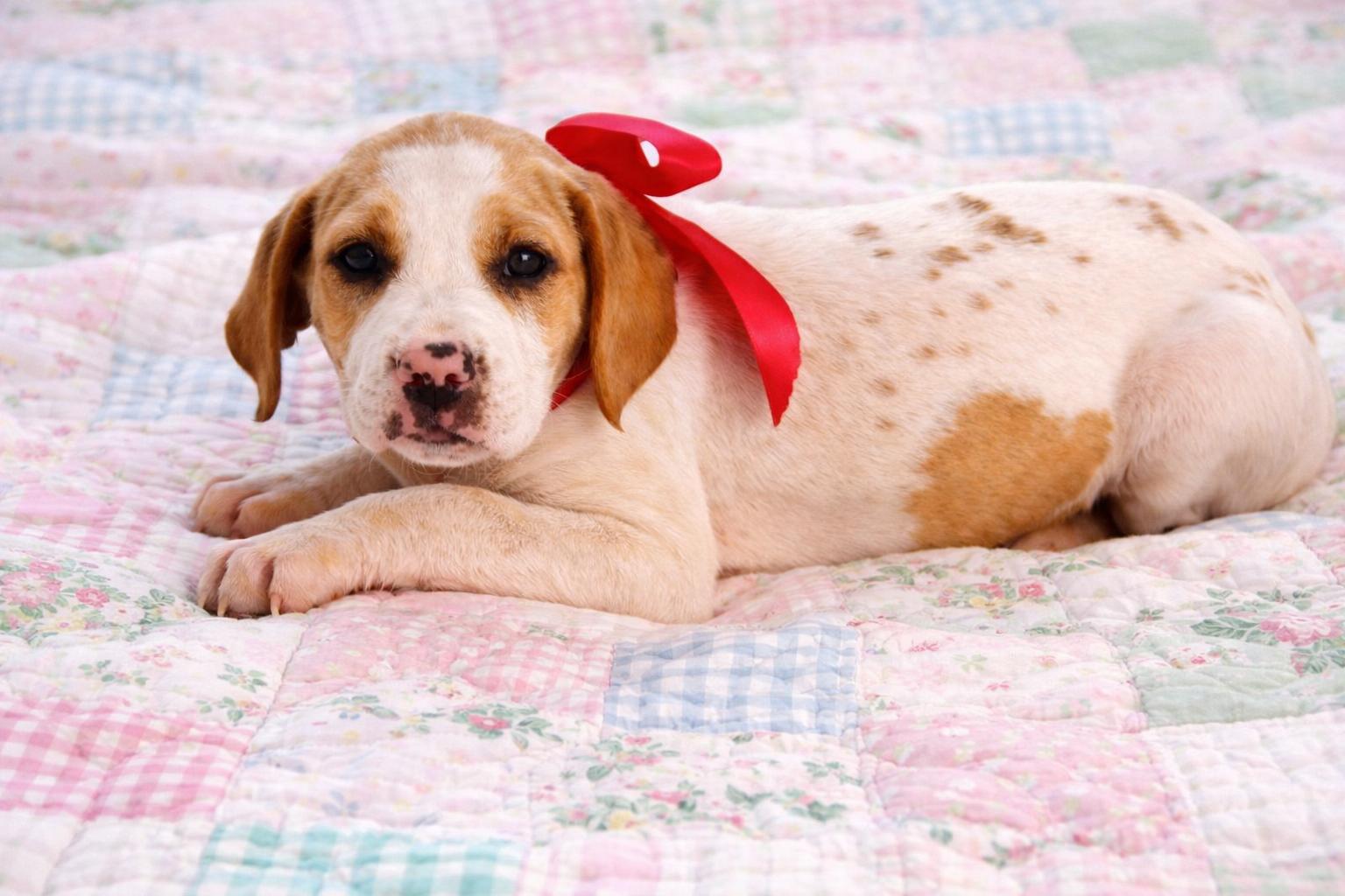 Enlarge Dolly, an adopted mixed breed in Jacksonville, FL image 4/4