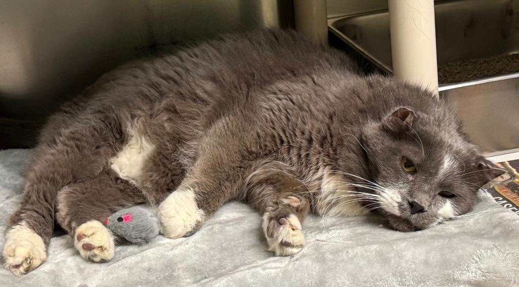 Enlarge Toulouse, a Adoptable Domestic Medium Hair in Amery, WI image 2/5