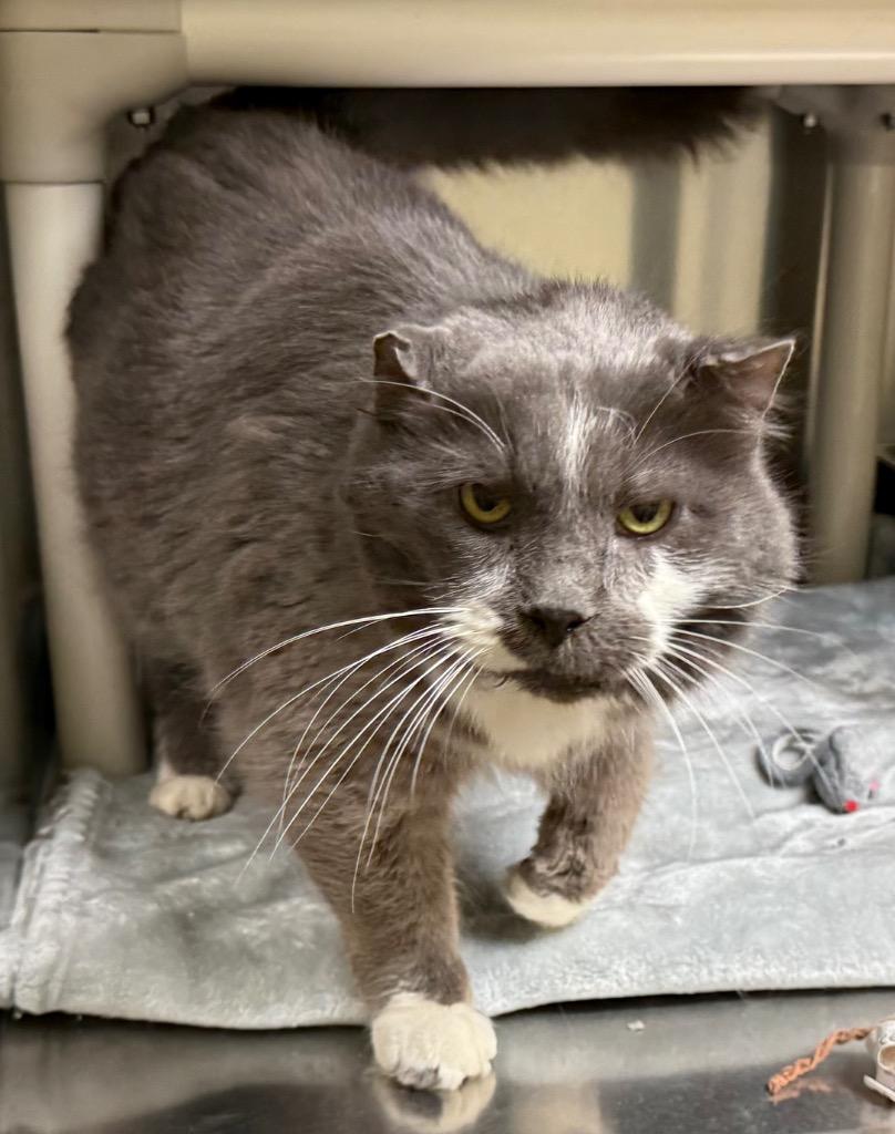 Enlarge Toulouse, a Adoptable Domestic Medium Hair in Amery, WI image 4/5