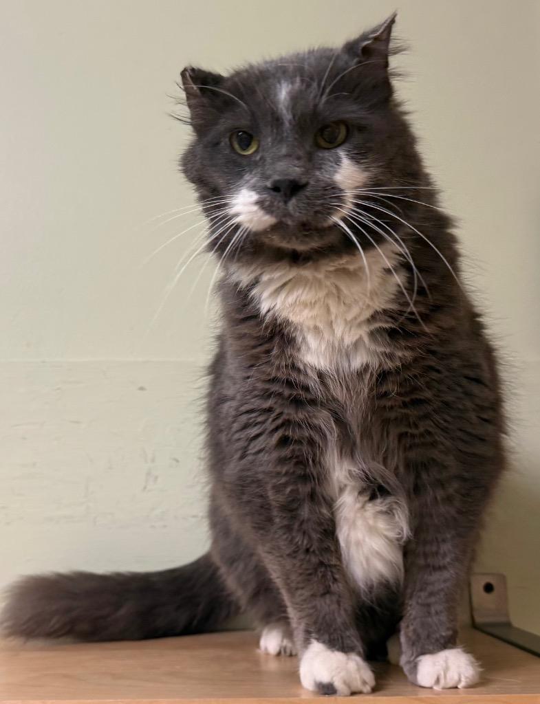 Enlarge Toulouse, a Adoptable Domestic Medium Hair in Amery, WI image 5/5