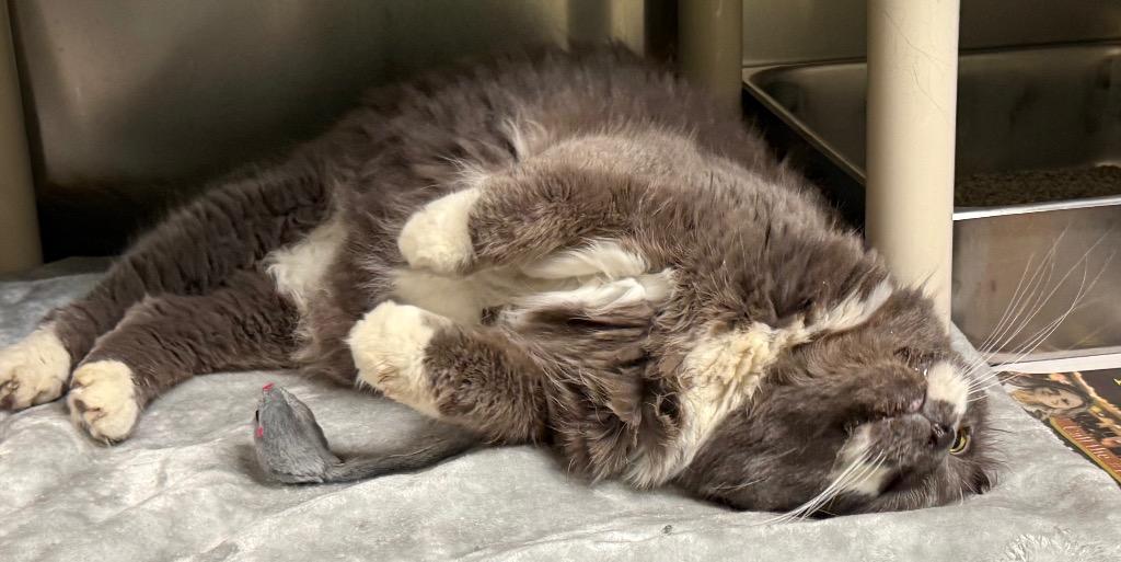 Enlarge Toulouse, a Adoptable Domestic Medium Hair in Amery, WI image 3/5