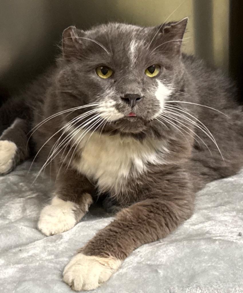 Enlarge Toulouse, a Adoptable Domestic Medium Hair in Amery, WI image 1/5