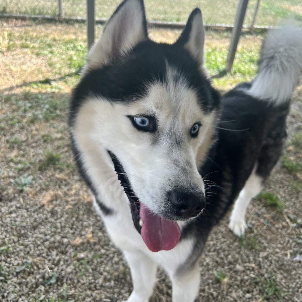 Viserys, Adoptable, Adult Male Husky.