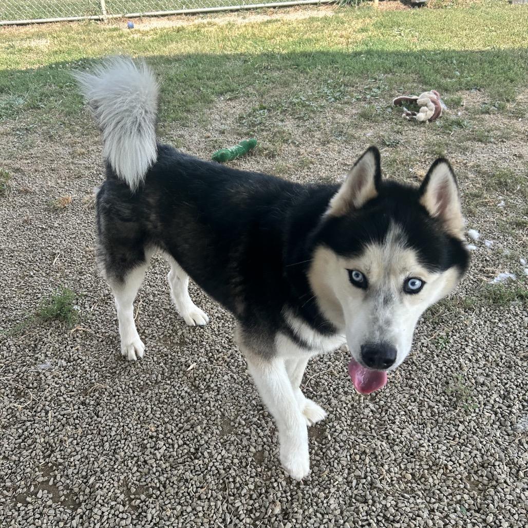 Enlarge Viserys, a Adoptable Husky in Uniontown, PA image 2/2