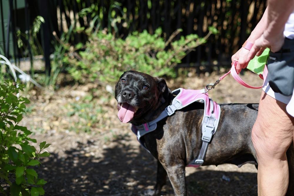 Enlarge Hope, a Adoptable mixed breed in Wake Forest, NC image 1/6