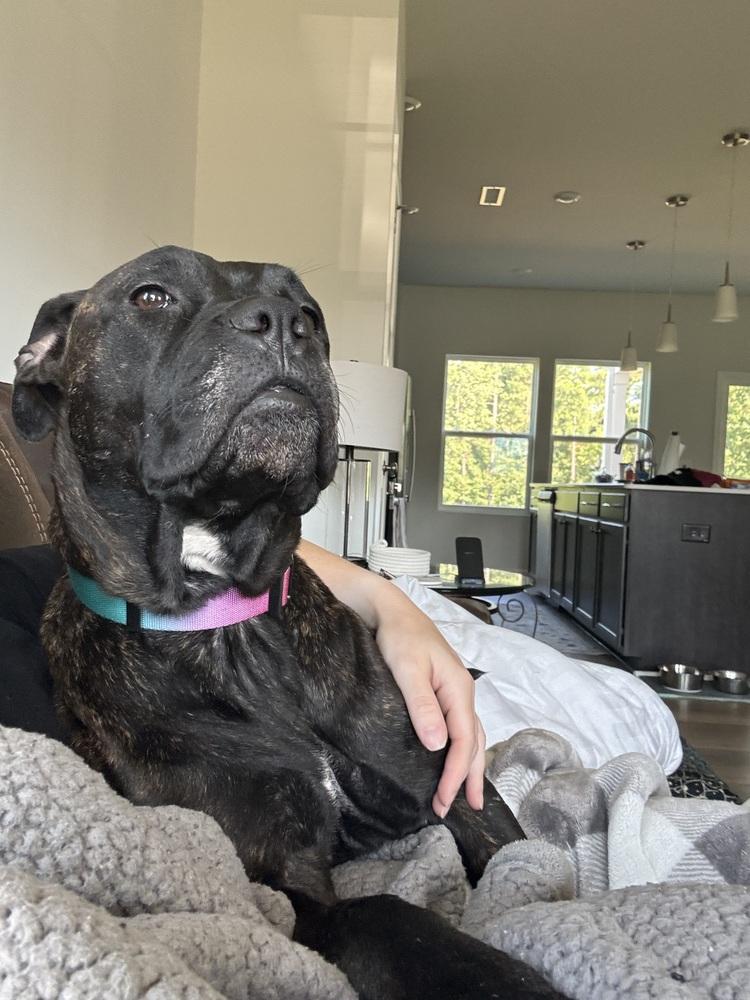 Hope, Adoptable, Adult Female Boxer & Cane Corso.