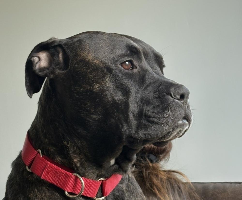 Enlarge Hope, a Adoptable mixed breed in Wake Forest, NC image 2/5