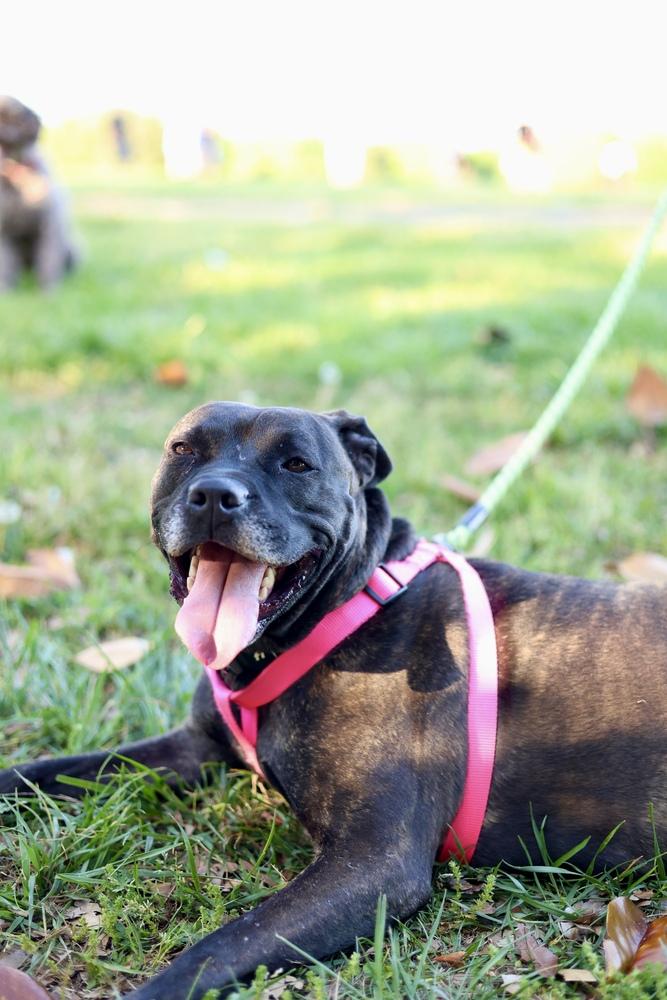 Hope, Adoptable, Adult Female Boxer & Cane Corso.