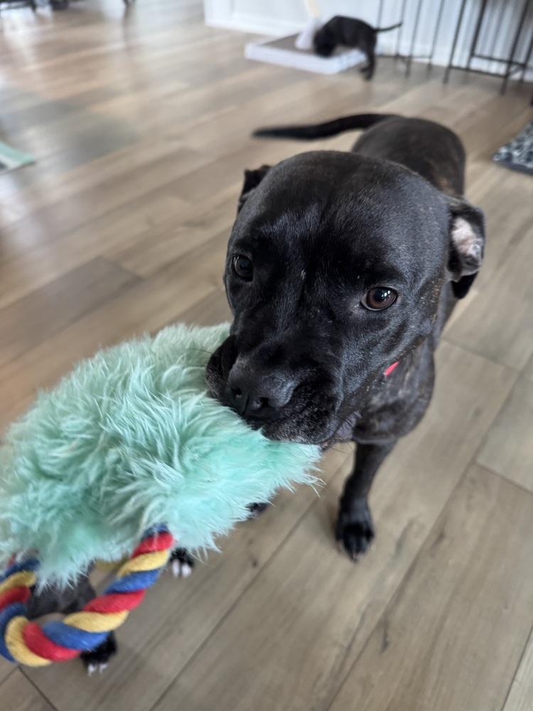 Enlarge Hope, a Adoptable mixed breed in Wake Forest, NC image 5/5