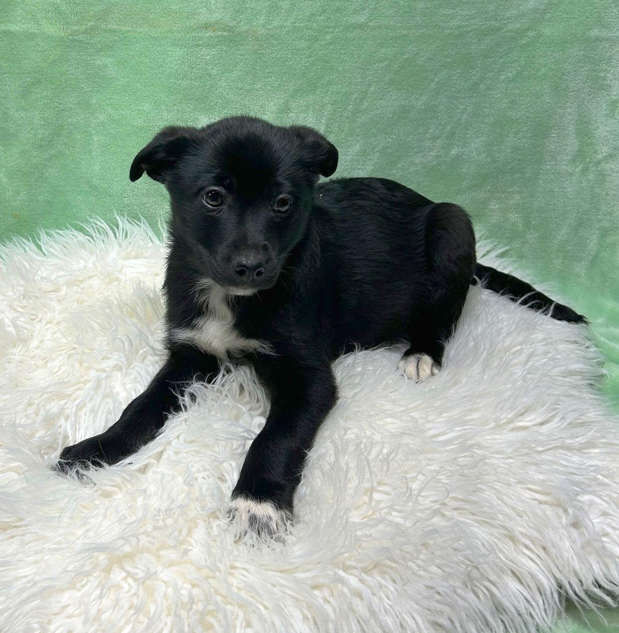 ROCKY (ohiosdrescue@gmail.com), a ADOPTABLE mixed breed in Rossford, OH image 3/6