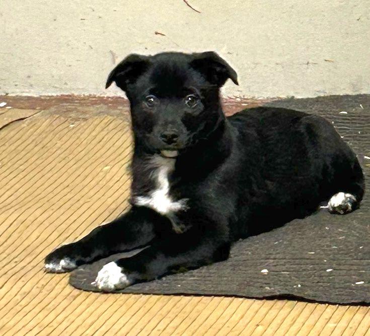 ROCKY (ohiosdrescue@gmail.com), ADOPTABLE, Puppy Male Jack Russell Terrier.