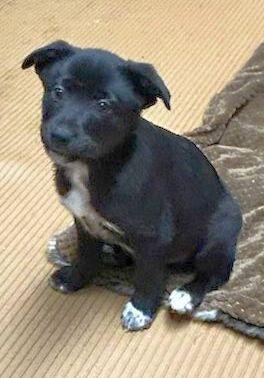 ROCKY (ohiosdrescue@gmail.com), a ADOPTABLE mixed breed in Rossford, OH image 4/6