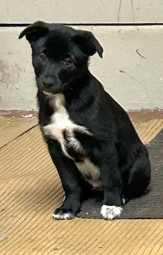 ROCKY (ohiosdrescue@gmail.com), a ADOPTABLE mixed breed in Rossford, OH image 2/6