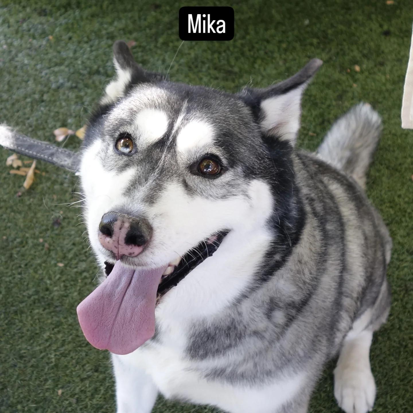 Enlarge Mika, a Adoptable Siberian Husky in Phoenix, AZ image 1/2