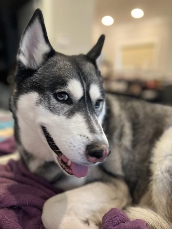 Mika, Senior Female Siberian Husky