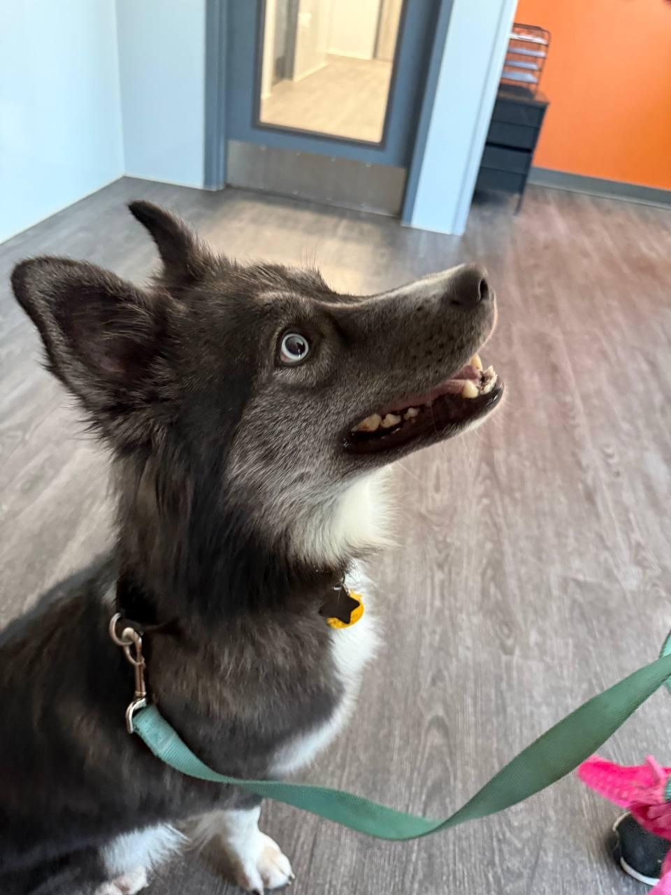 Juneau, a Adoptable Siberian Husky in Carrollton, TX image 1/3