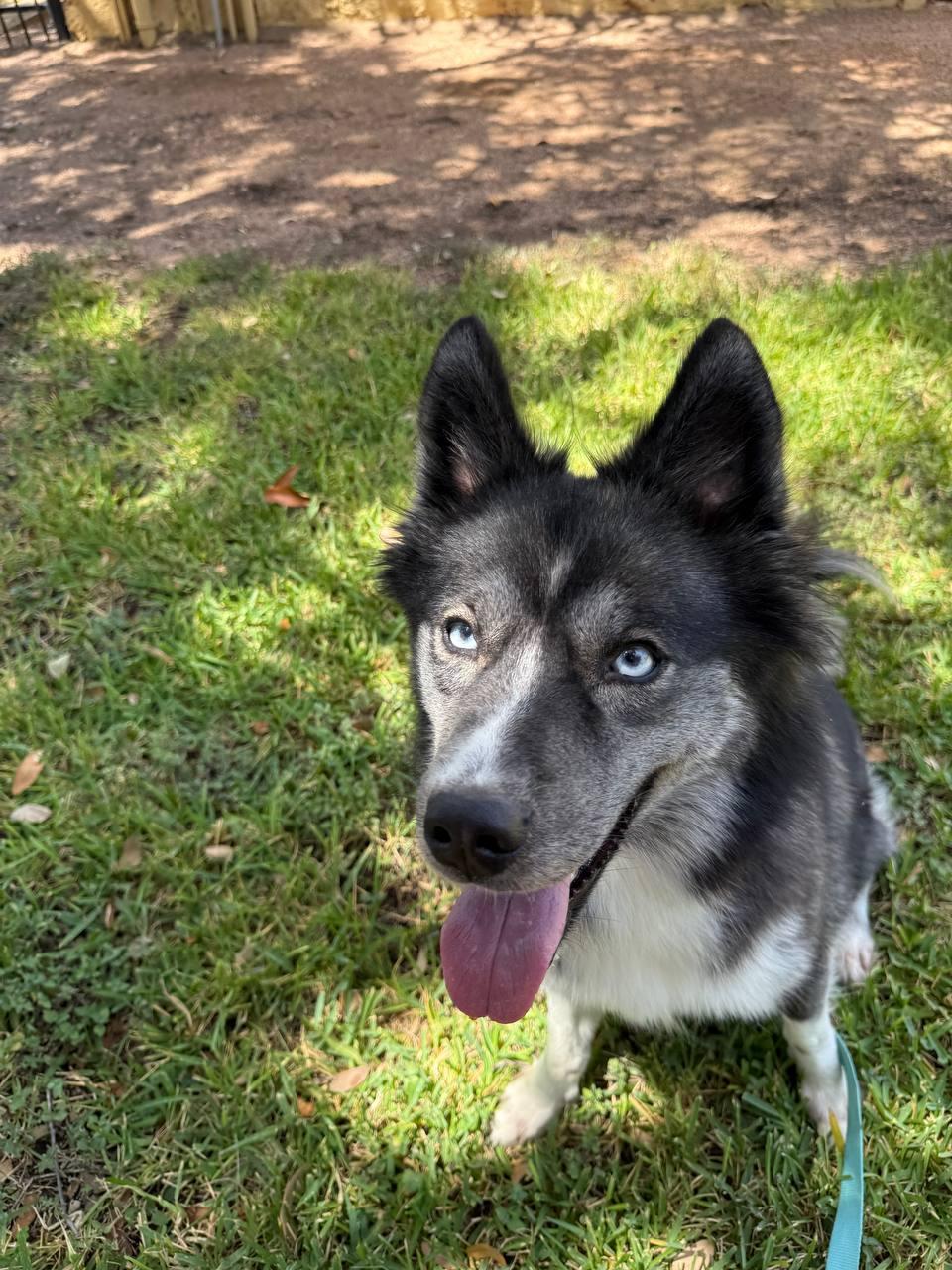 Juneau, a Adoptable Siberian Husky in Carrollton, TX image 2/3