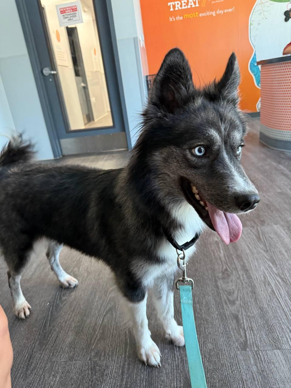 Juneau, a Adoptable Siberian Husky in Carrollton, TX image 3/3