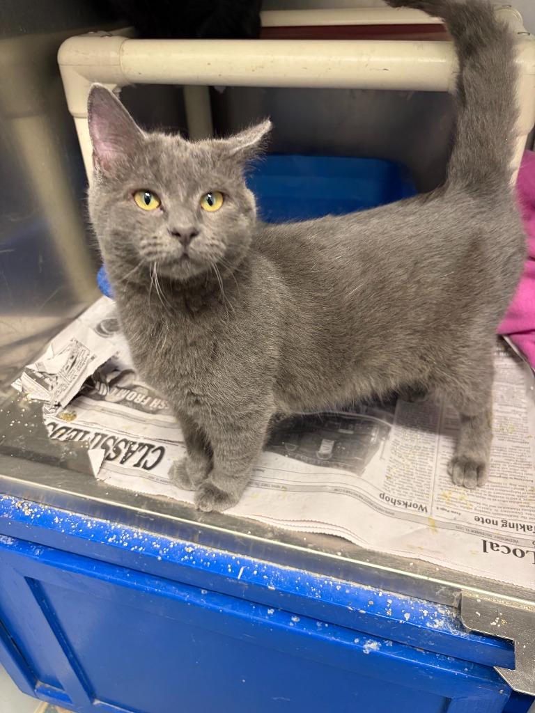 Jerrico, Adopted, Kitten Male Russian Blue.