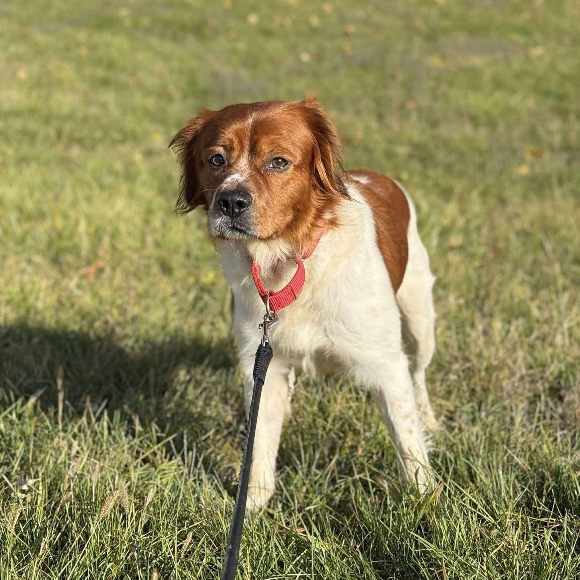 Jester, an adopted mixed breed in Alma, MI image 1/2