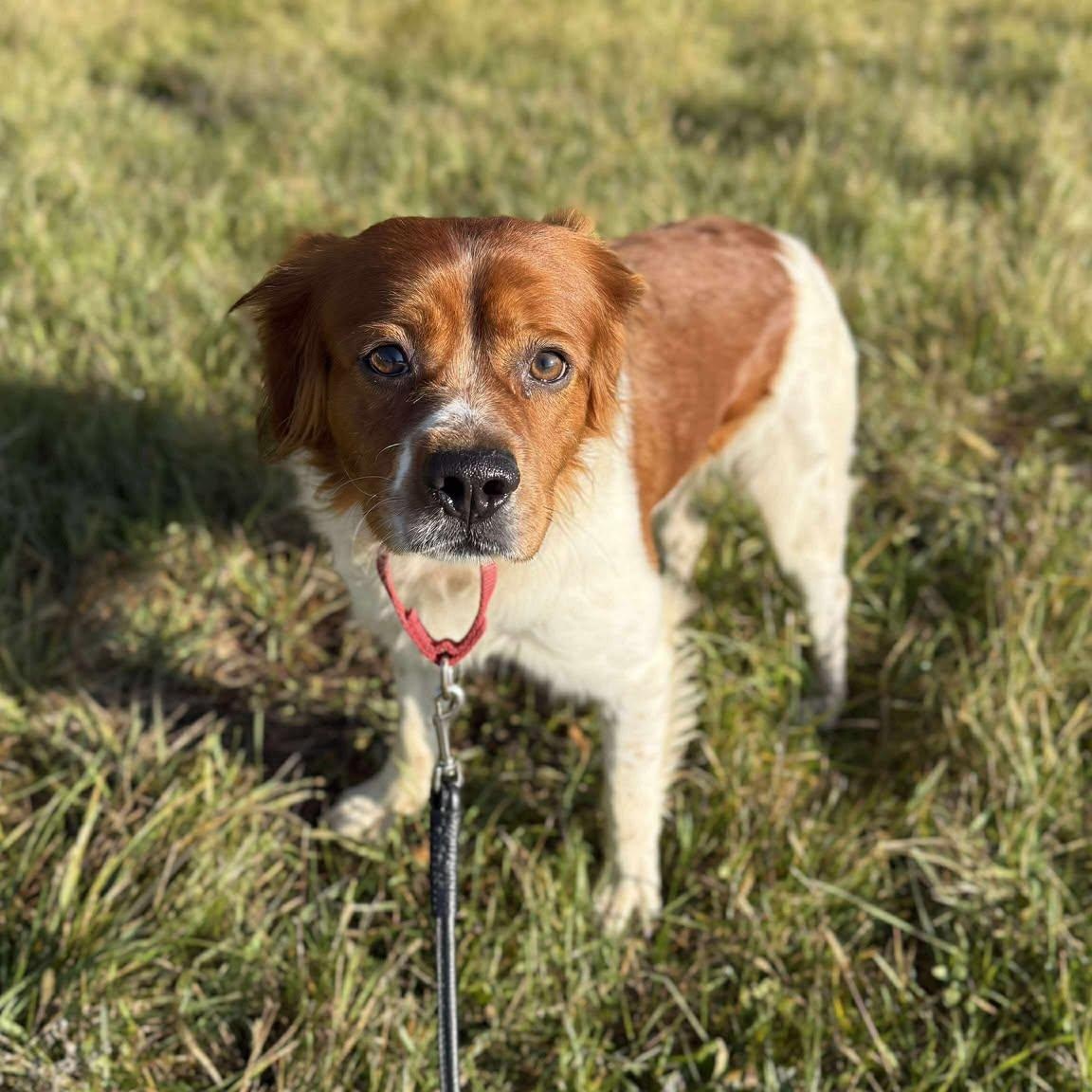 Jester, an adopted mixed breed in Alma, MI image 2/2