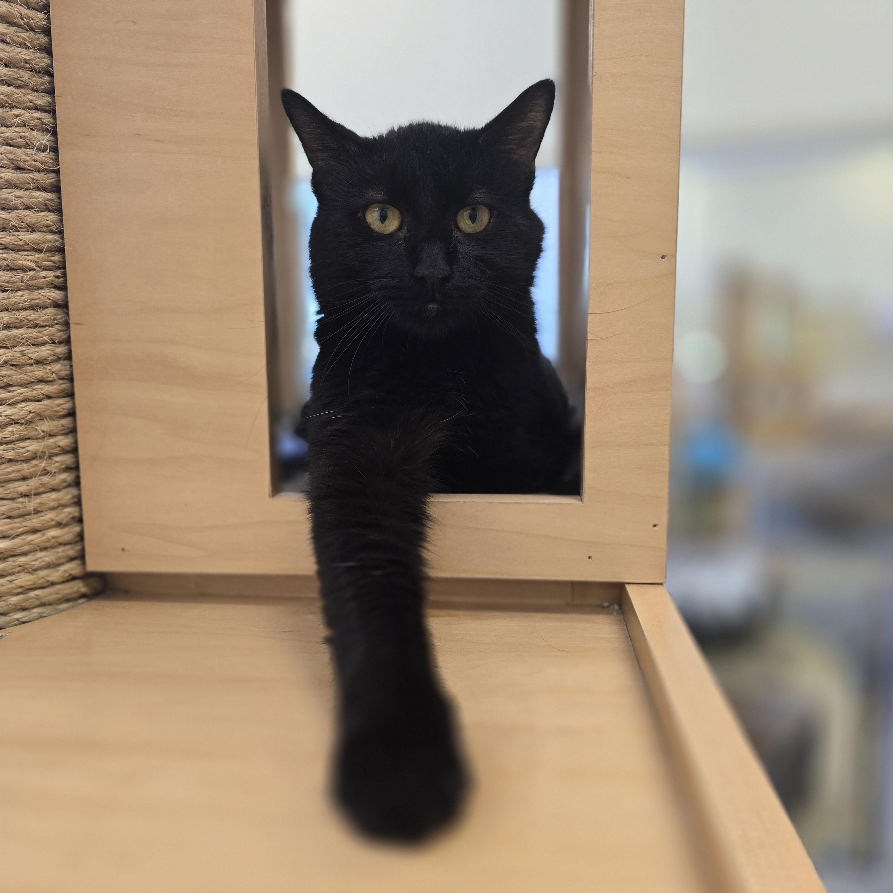 Enlarge Fig, an adopted Domestic Short Hair in Bristol, RI image 4/4