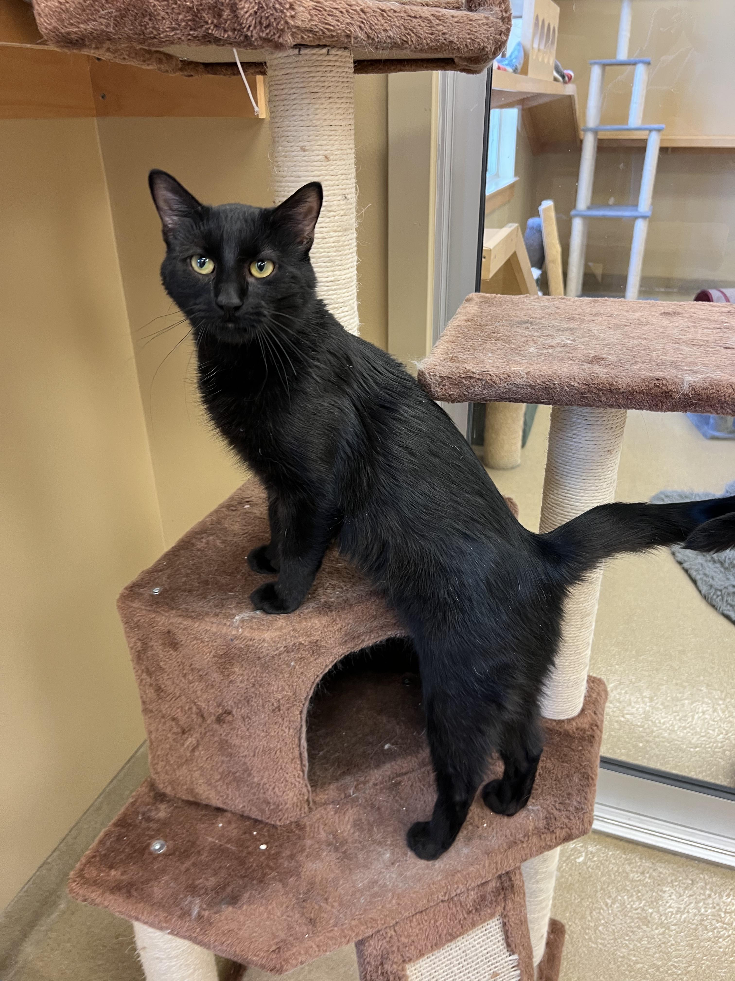 Enlarge Fig, an adopted Domestic Short Hair in Bristol, RI image 3/4