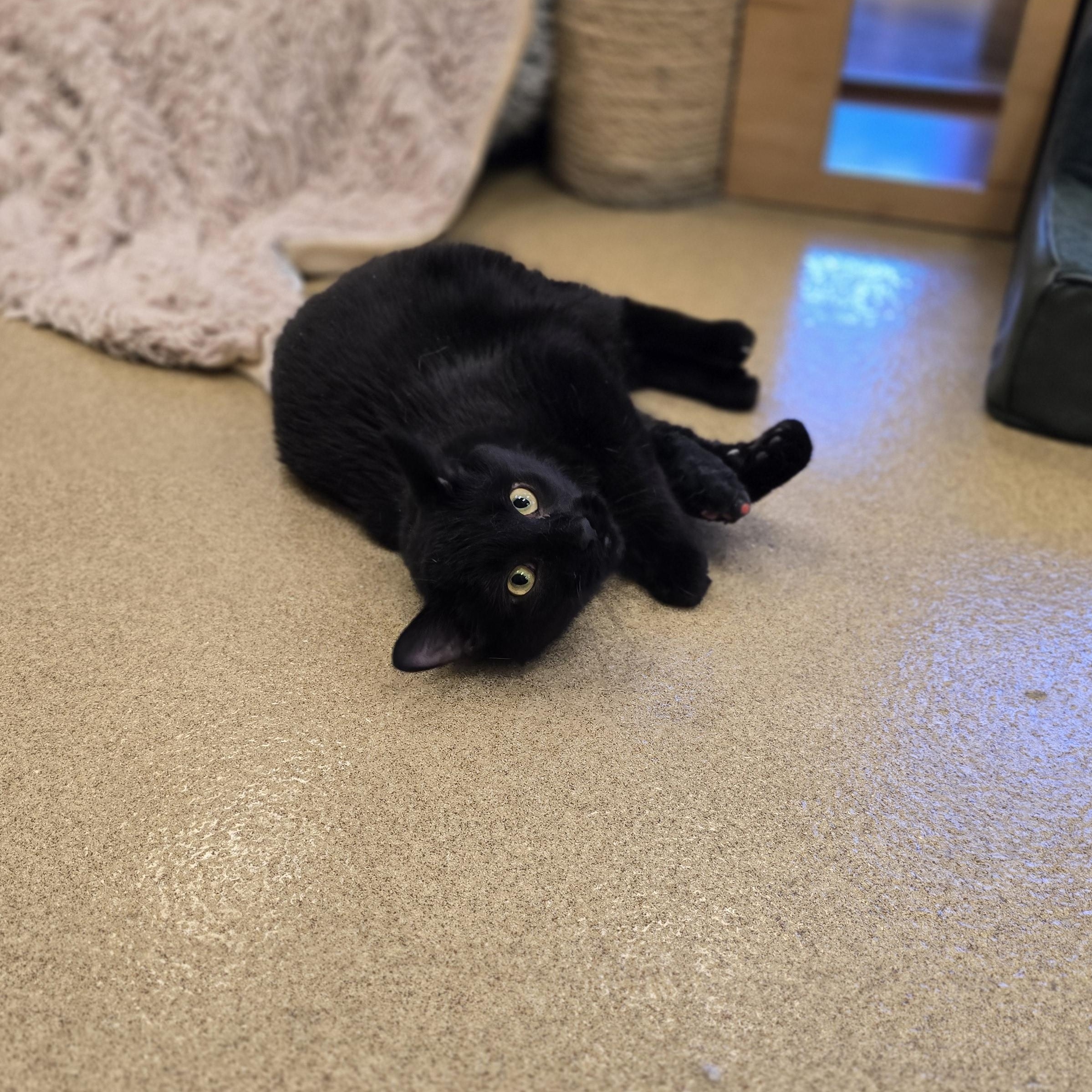Enlarge Fig, an adopted Domestic Short Hair in Bristol, RI image 2/4