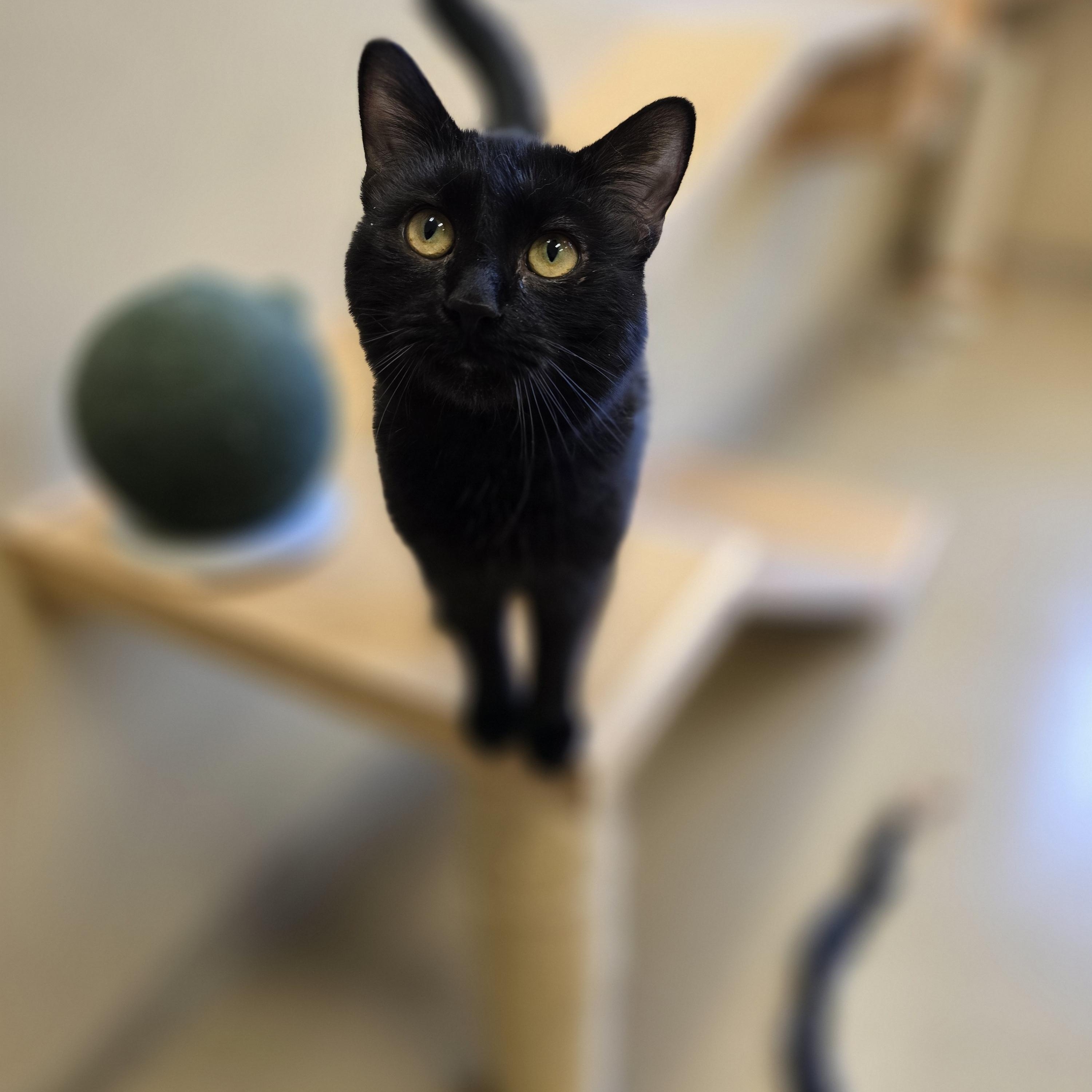 Fig, adopted, Young Male Domestic Short Hair.