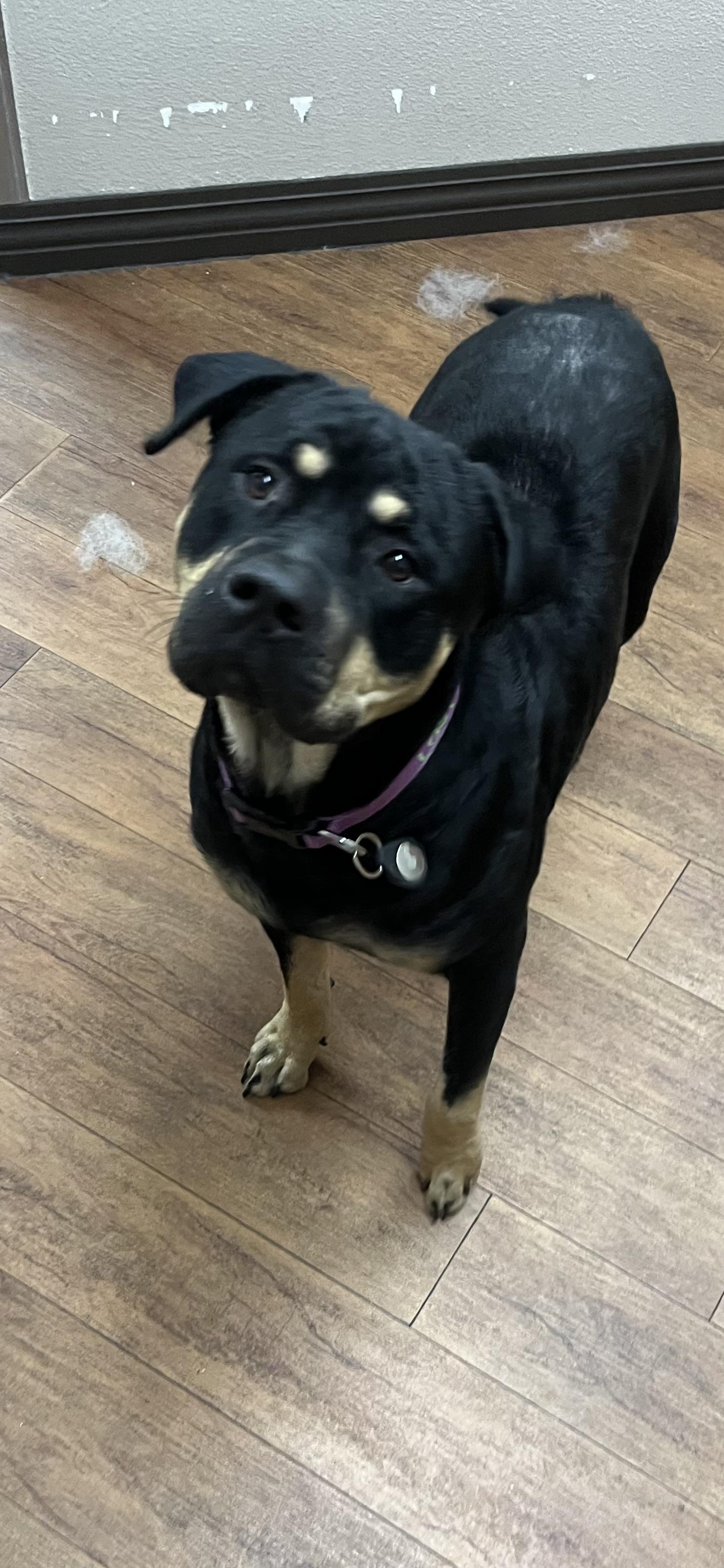 Dooley J, Adoptable, Young Male Rottweiler.