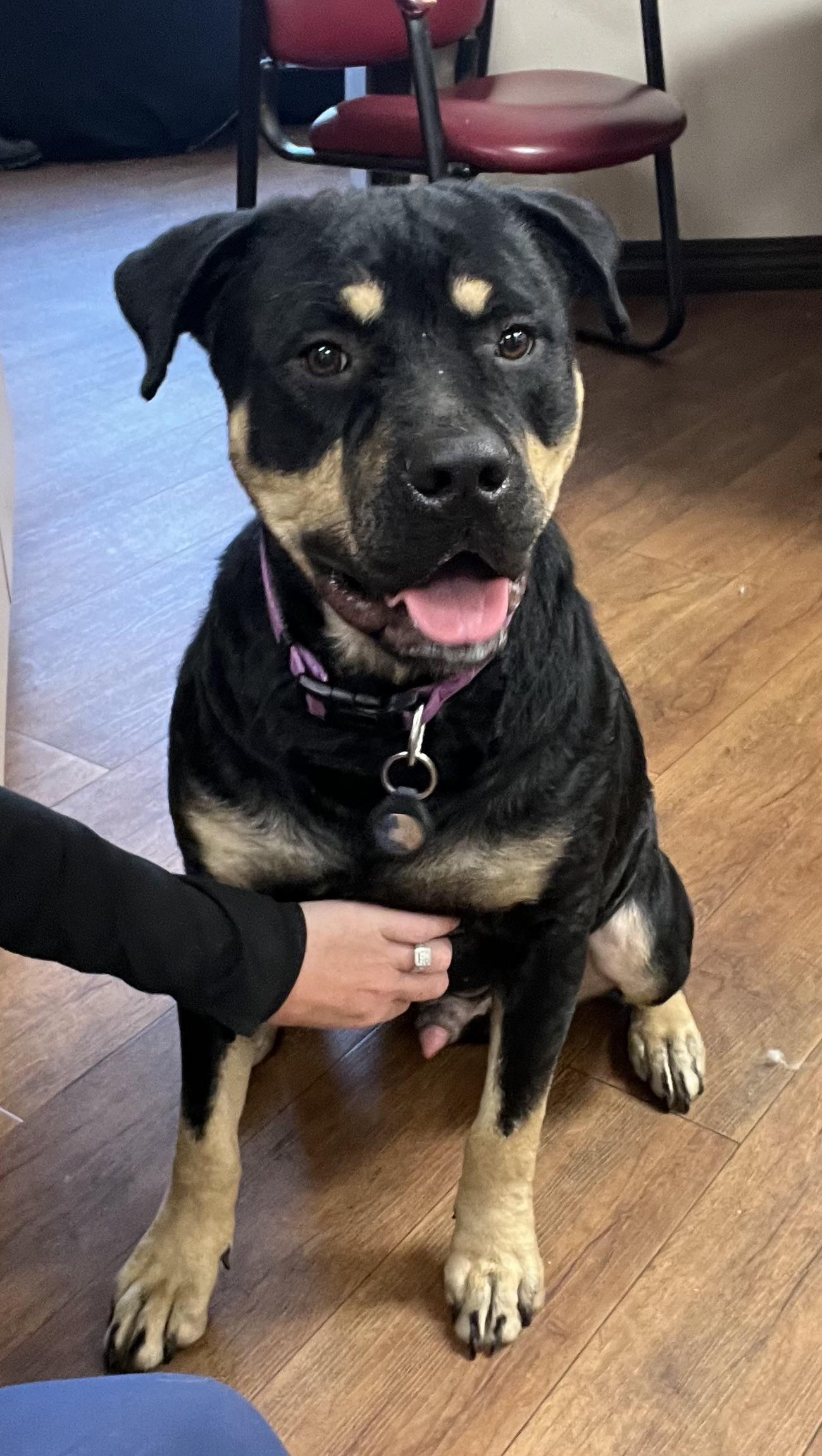 Dooley J, a Adoptable Rottweiler in Dallas, TX image 2/3