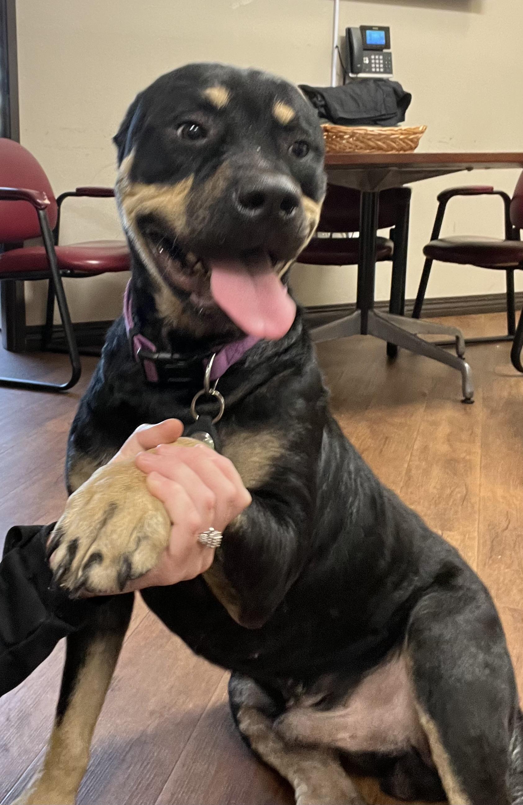 Dooley J, a Adoptable Rottweiler in Dallas, TX image 3/3