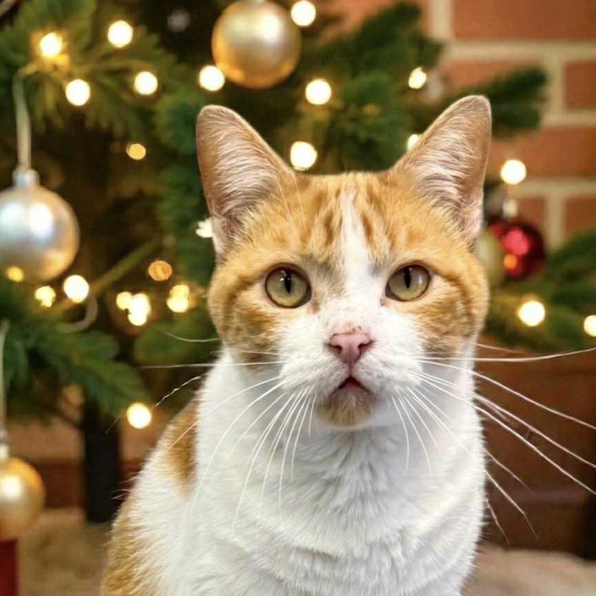 Jerry, Adoptable, Adult Male Domestic Short Hair.