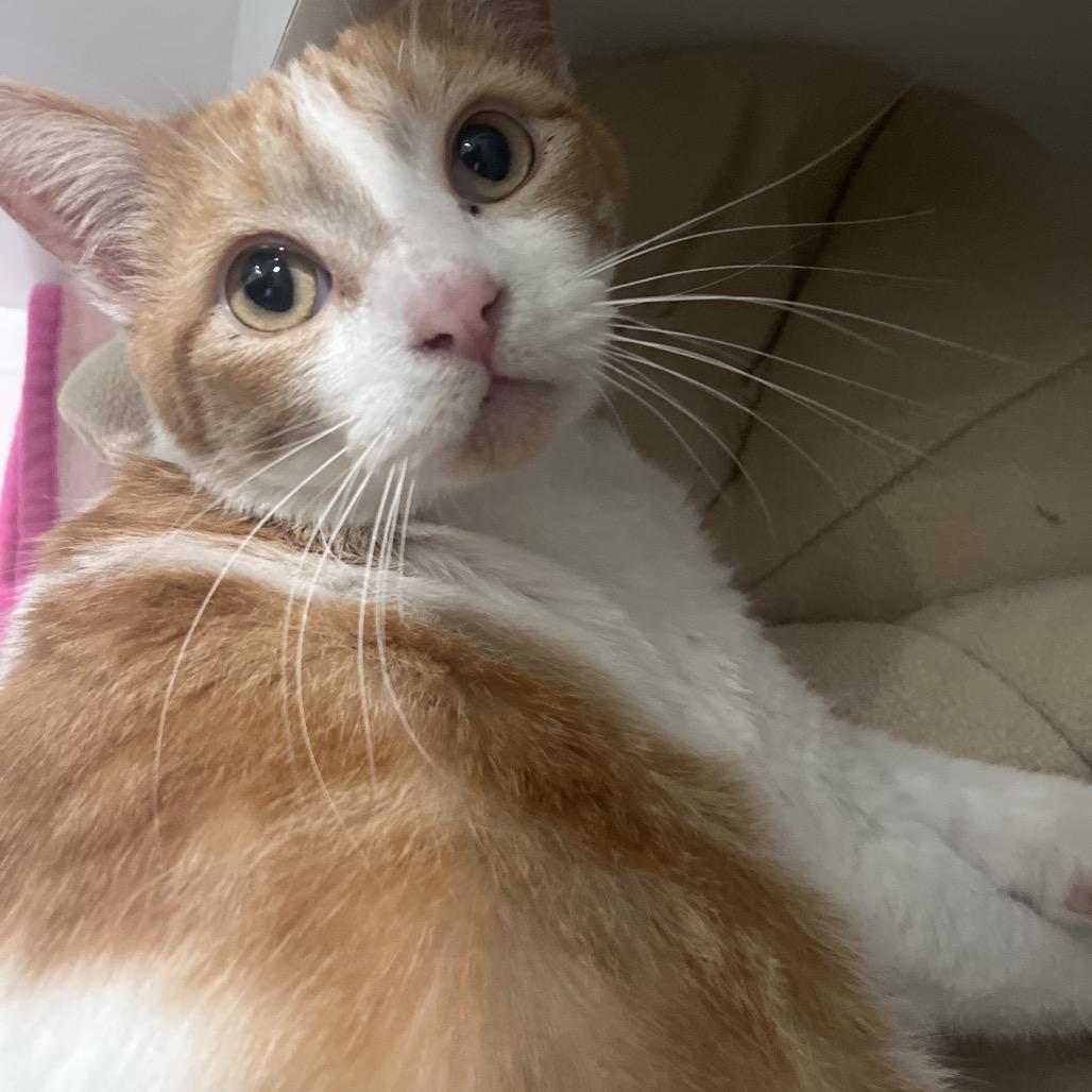 Enlarge Jerry, a Adoptable Domestic Short Hair in Bentonville, AR image 5/5