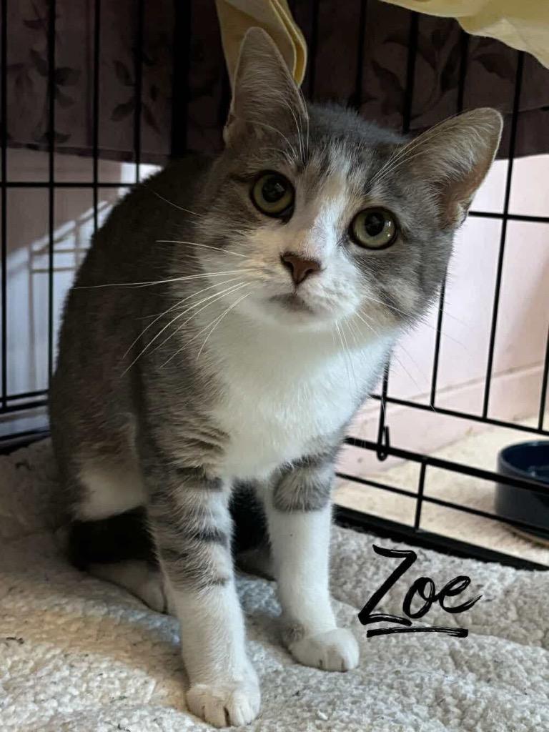 Enlarge Zoe, a Adoptable Domestic Short Hair in Rutherfordton, NC image 1/1